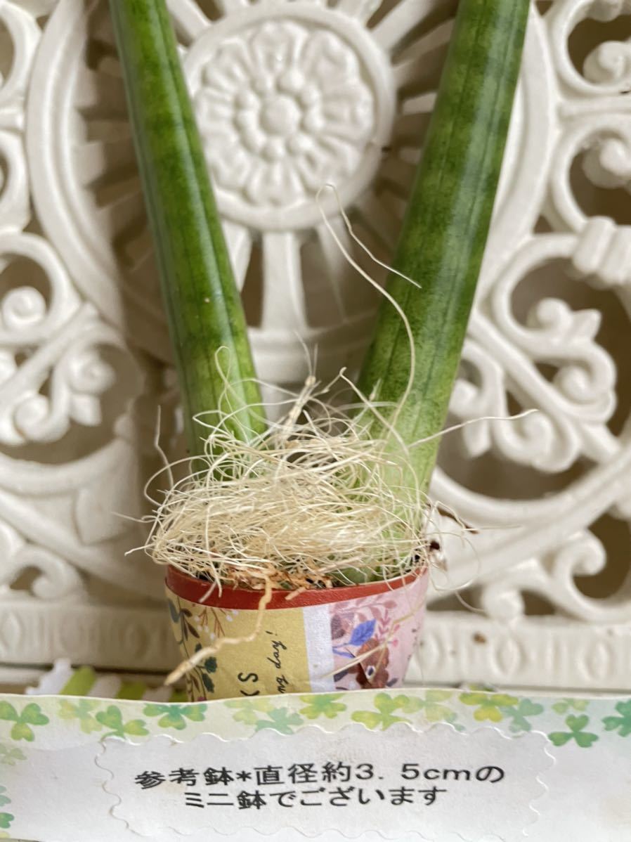 多肉植物 オシャレなドラゴンフィンガー サンスベリア 発根あり 可愛い寄せ植えに 送料110円 サボテン 売買されたオークション情報 Yahooの商品情報をアーカイブ公開 オークファン Aucfan Com 多肉植物 オシャレなドラゴンフィンガー サンスベリア 発根あり 可愛い寄せ植えに 送料110円 サボテン 売買されたオークション情報 Yahooの商品情報をアーカイブ公開 オークファン Aucfan Com