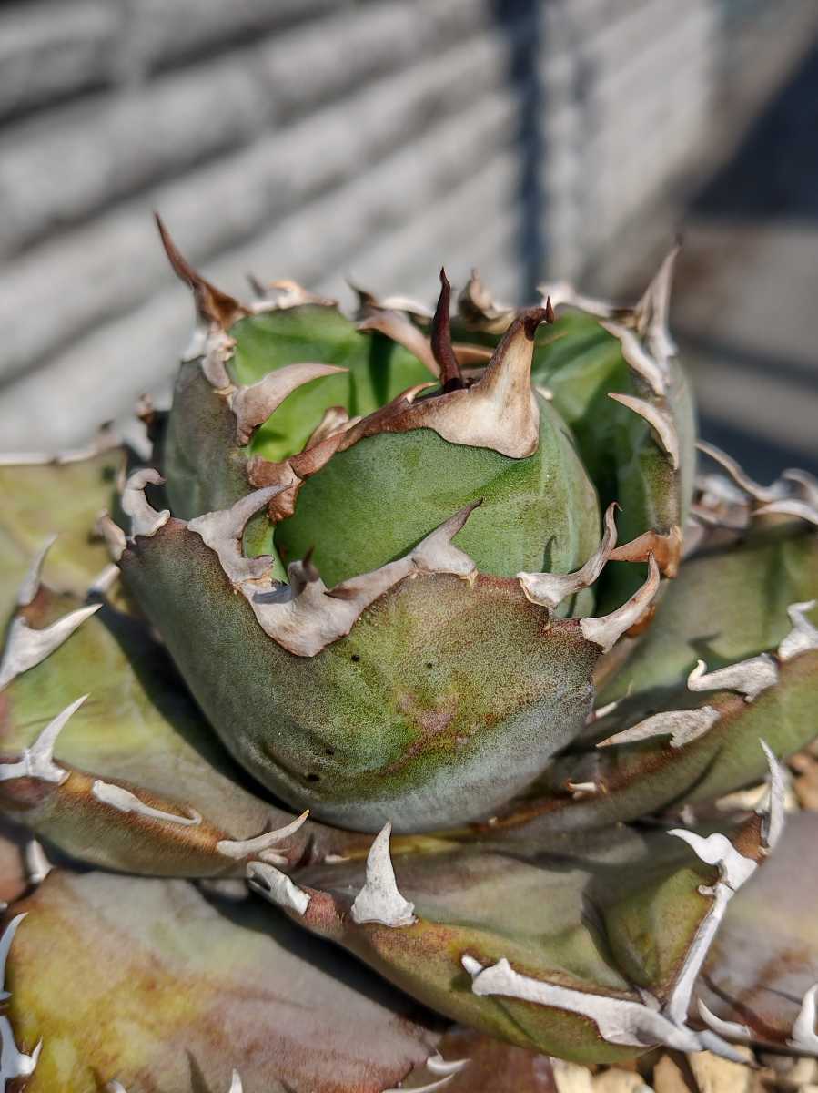 AGAVE TITANOTA FO076 DWARF】アガベ チタノタ FO76ドワーフ 子株