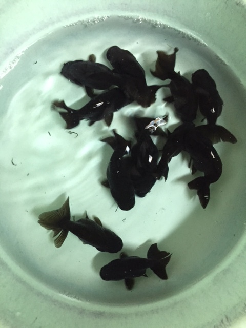 金魚 黒らんちゅう３匹 4ｃｍ 真っ黒ランチュウ タイ産 金魚 売買されたオークション情報 Yahooの商品情報をアーカイブ公開 オークファン Aucfan Com