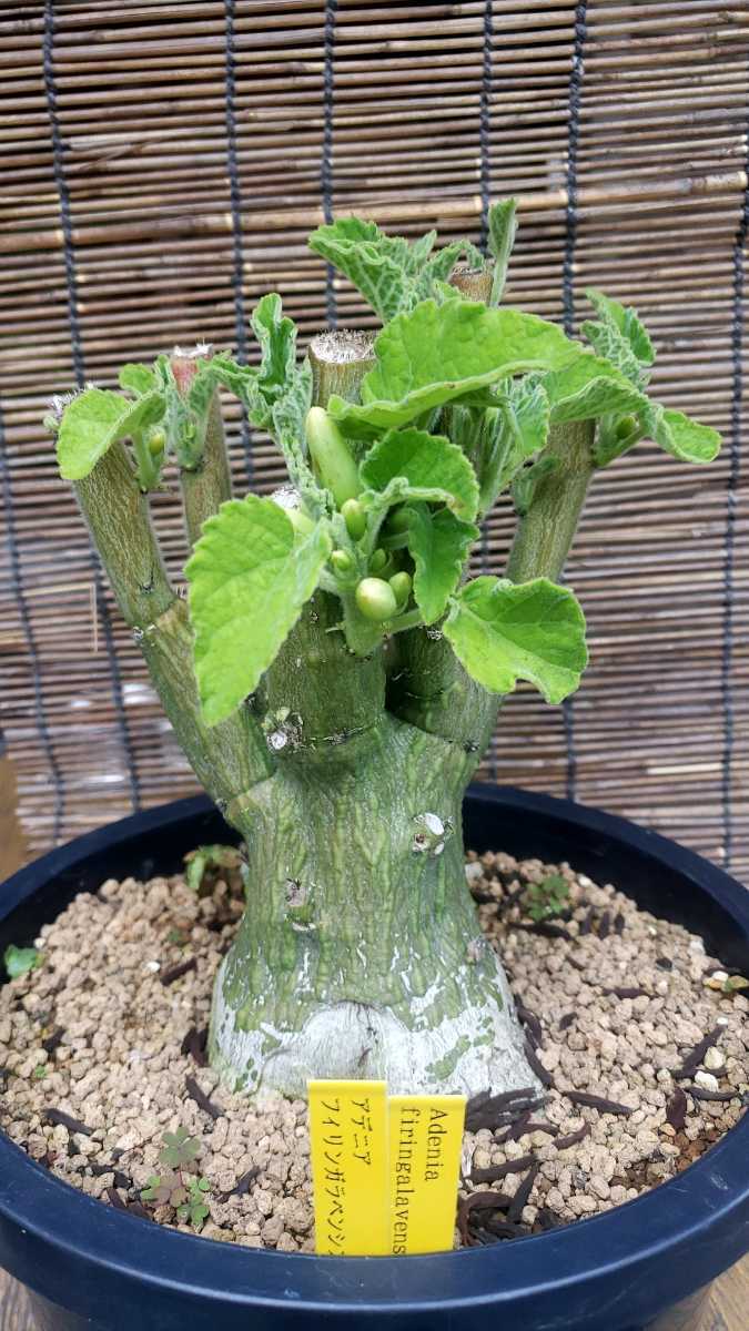 多肉植物 コーデックス アデニア ケラマンサス(サボテン)｜売買された