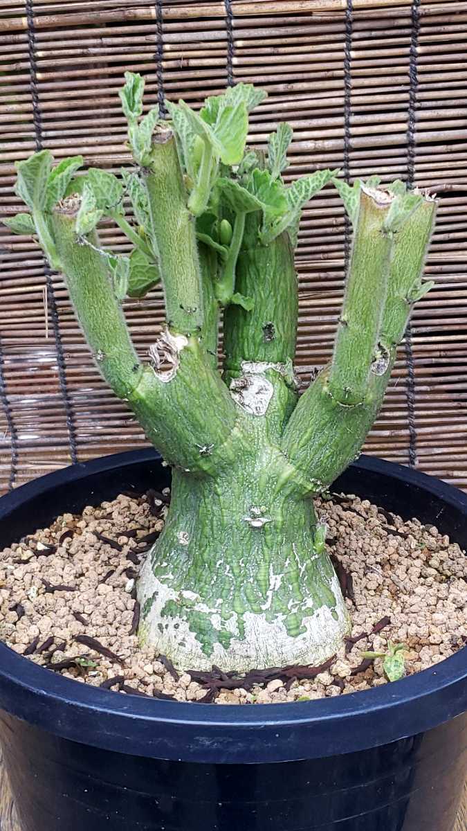 多肉植物 コーデックス アデニア ケラマンサス(サボテン)｜売買された