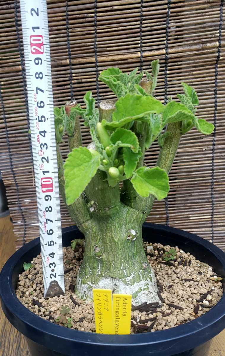 多肉植物 コーデックス アデニア ケラマンサス(サボテン)｜売買された