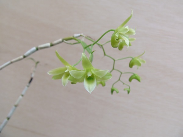 四国高知産 斑入り 素心キバナノセッコク 花芽付き セッコク 山野草 斑入り デンドロ 洋蘭 ラン 売買されたオークション情報 Yahooの商品情報をアーカイブ公開 オークファン Aucfan Com