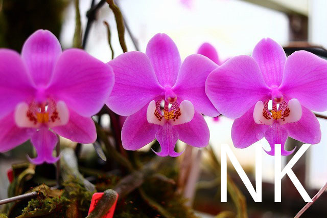 NK転売不可特選交配&ルビー根個体 purpurea sib洋蘭 原種