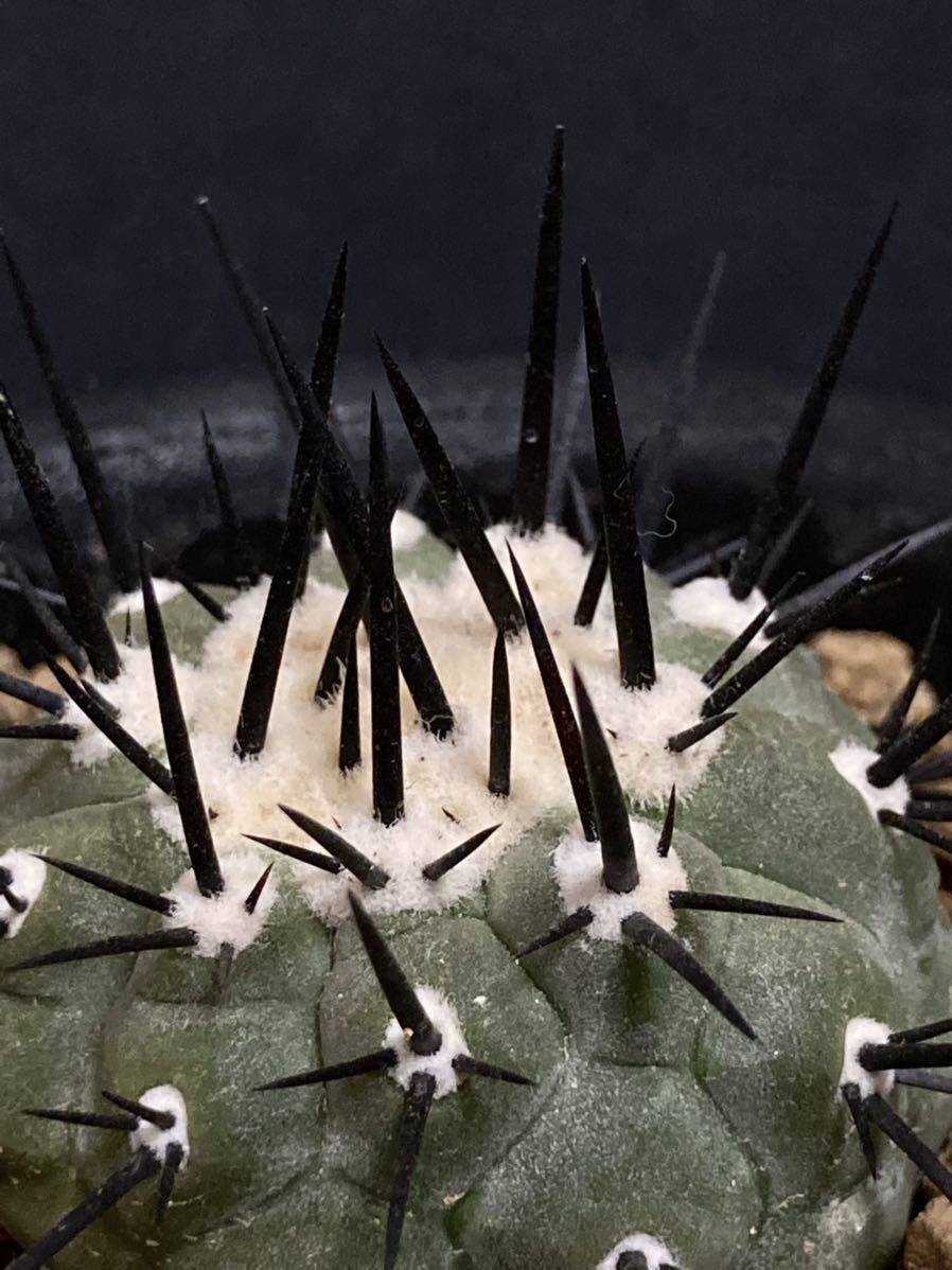 観葉植物 コピアポア シネレア 黒王丸 現地球カキコ 発根済み