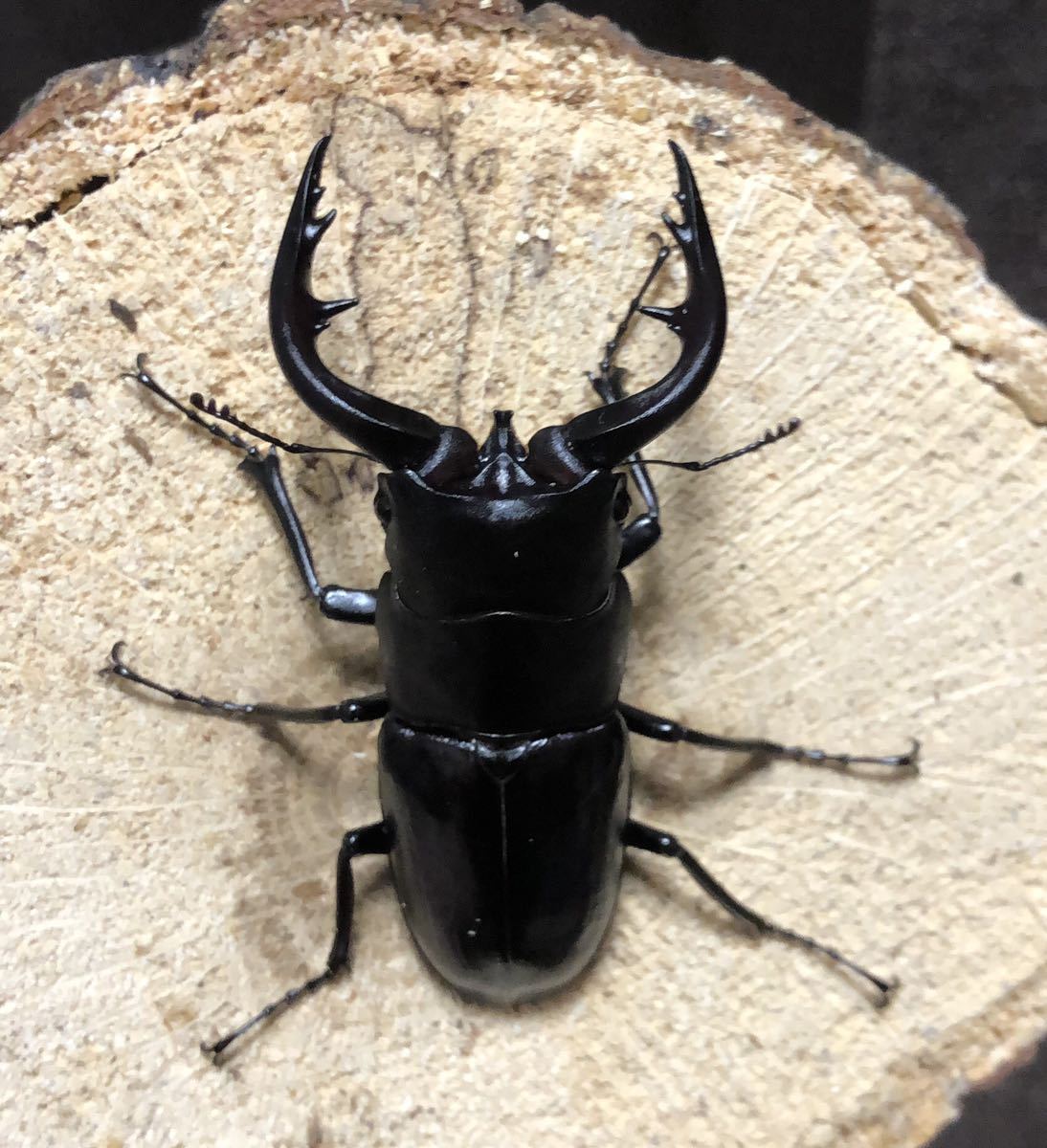 [6/11発送限定] アマミノコギリ　68mmペア　WF1 後食済み　No.3_1