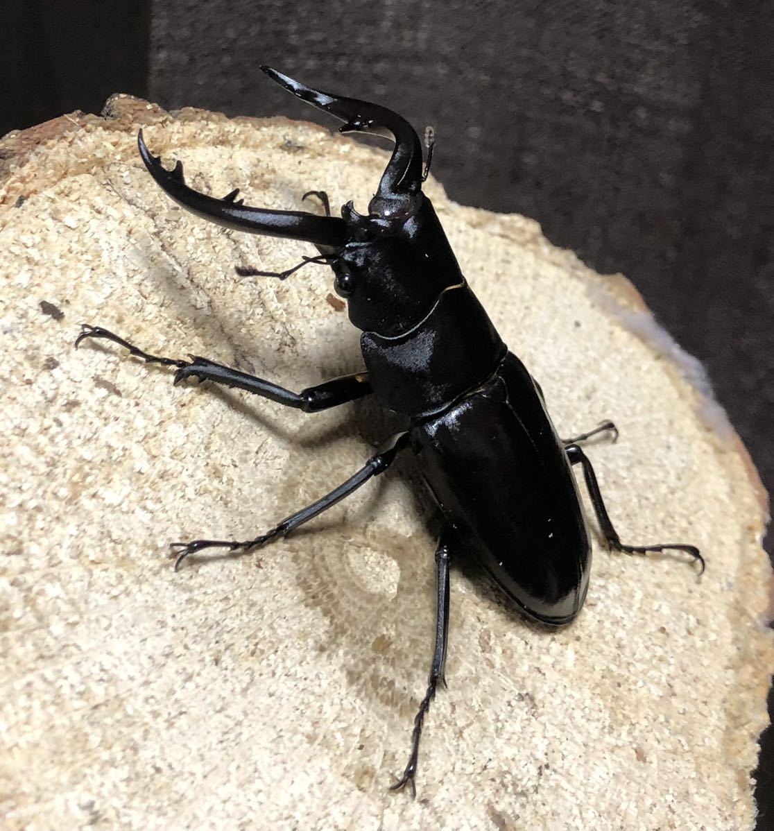 [6/11発送限定] アマミノコギリ　68mmペア　WF1 後食済み　No.3_2