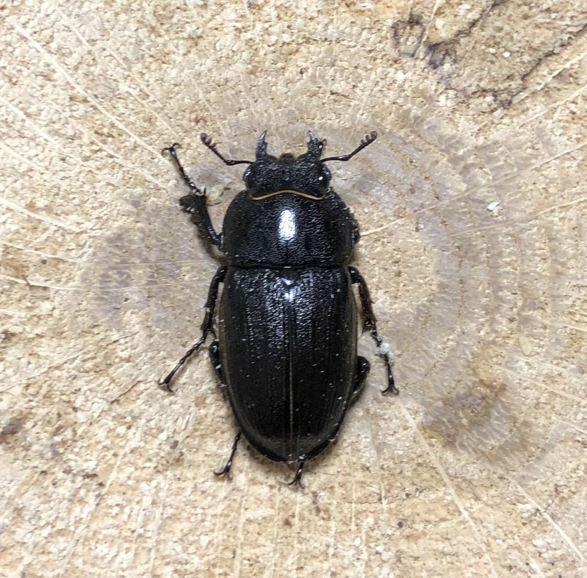 [6/11発送限定] アマミノコギリ　68mmペア　WF1 後食済み　No.3_4