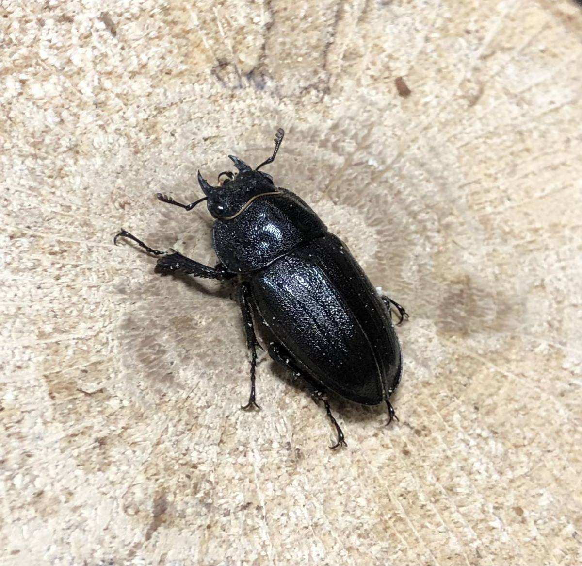 [6/11発送限定] アマミノコギリ　68mmペア　WF1 後食済み　No.3_5