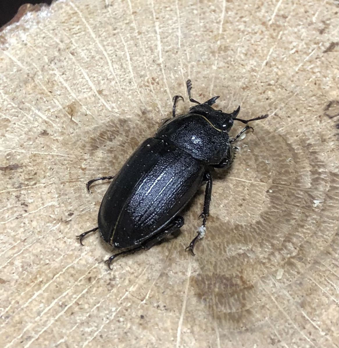 [6/11発送限定] アマミノコギリ　68mmペア　WF1 後食済み　No.3_6