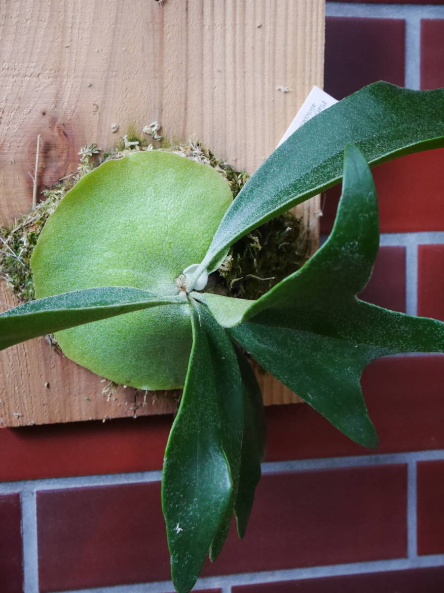 観葉植物　インテリア　コウモリラン　ビカクシダ　アルシコルネ　板付き　1