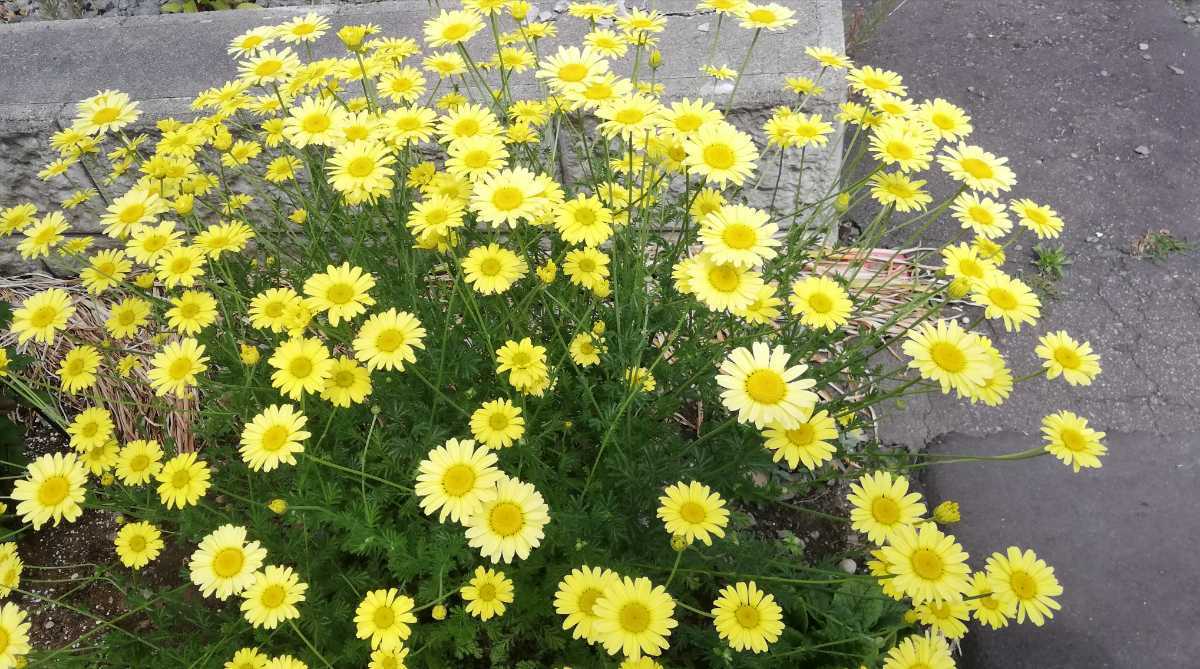 ゴールデンマーガレット ダイヤーズカモミール 耐寒性強 宿根草 染料 草木染め 雪解け苗ラスト その他 売買されたオークション情報 Yahooの商品情報をアーカイブ公開 オークファン Aucfan Com