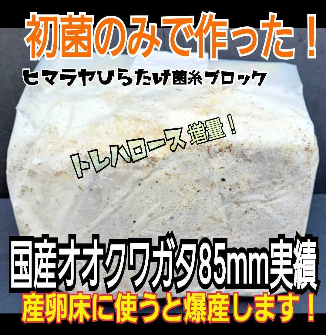 極上！ヒマラヤひらたけ菌糸瓶☆特大1500ml【6本】トレハロース強化