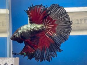 週末sale レア 美個体 ベタ プラカット モンスター キャンディーギャラクシー ブルーレオパード Www Fadecom Pe