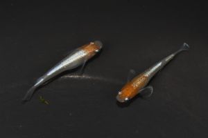めだかのビーンズ 種親候補 紅玉 オス１メス２ No ４ Toptrofeus Com Br