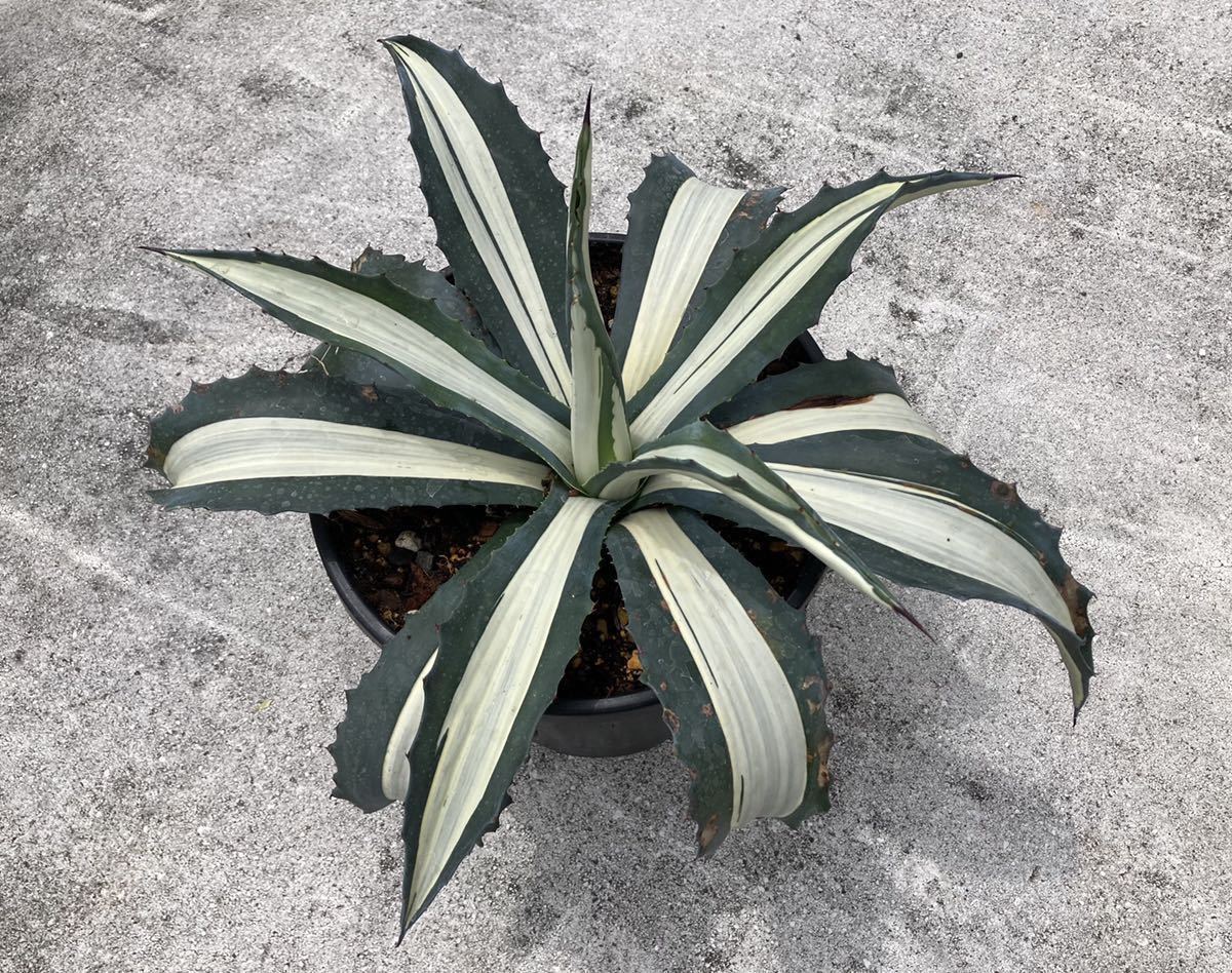 アガベ 華厳 アメリカーナ メディオピクタ アルバ 子株 斑入り Agave 