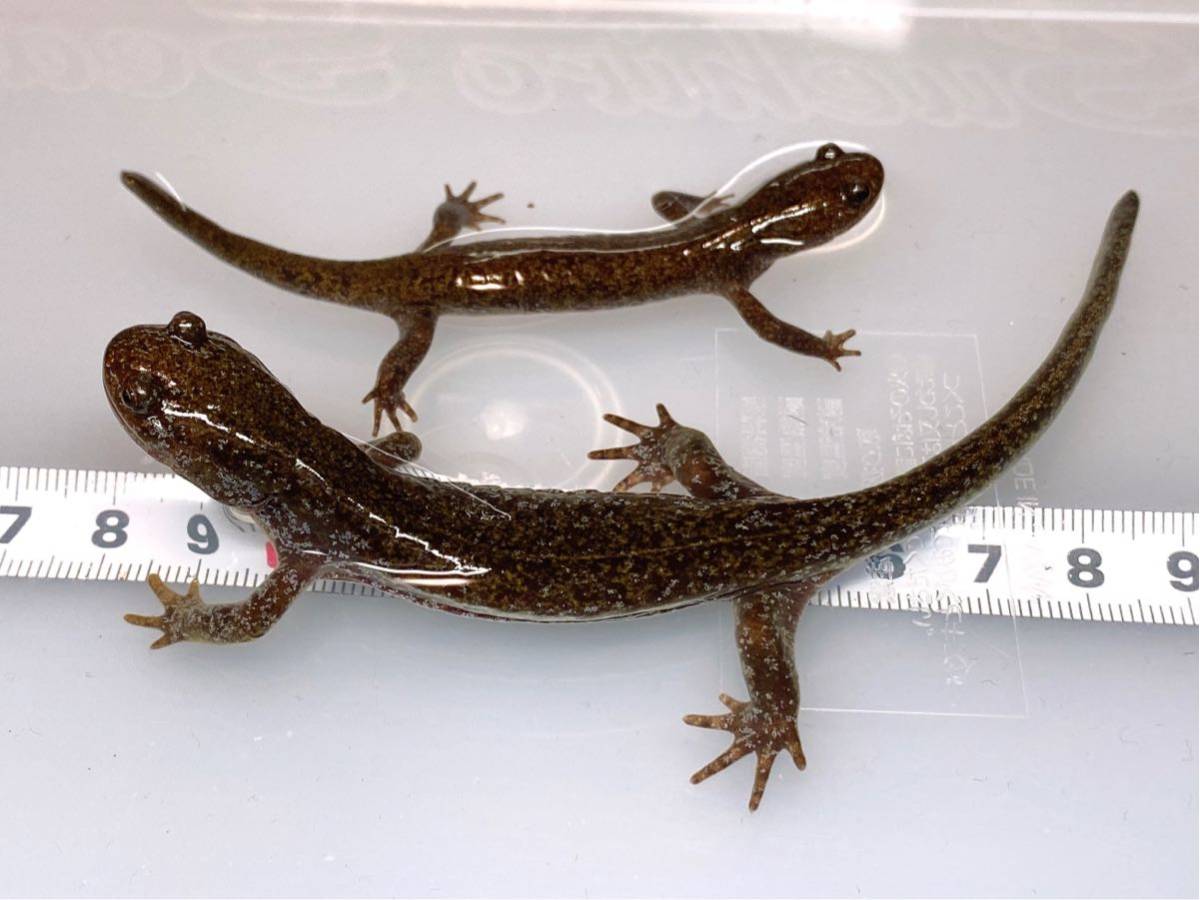トウホクサンショウウオ クロサンショウウオ 2種セット 飼い込み個体 イモリ サラマンダー 売買されたオークション情報 Yahooの商品情報をアーカイブ公開 オークファン Aucfan Com