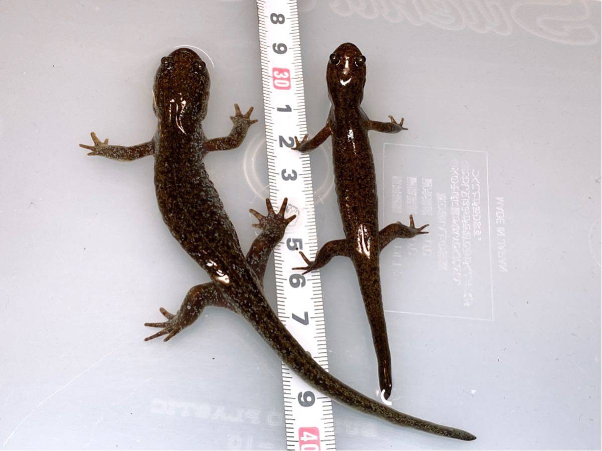 トウホクサンショウウオ クロサンショウウオ 2種セット 飼い込み個体 イモリ サラマンダー 売買されたオークション情報 Yahooの商品情報をアーカイブ公開 オークファン Aucfan Com