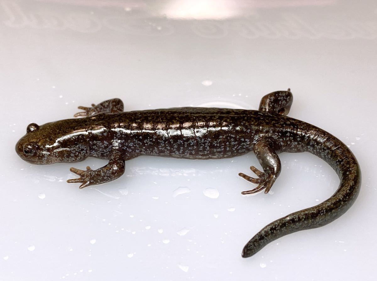 トウホクサンショウウオ クロサンショウウオ 2種セット 飼い込み個体 イモリ サラマンダー 売買されたオークション情報 Yahooの商品情報をアーカイブ公開 オークファン Aucfan Com