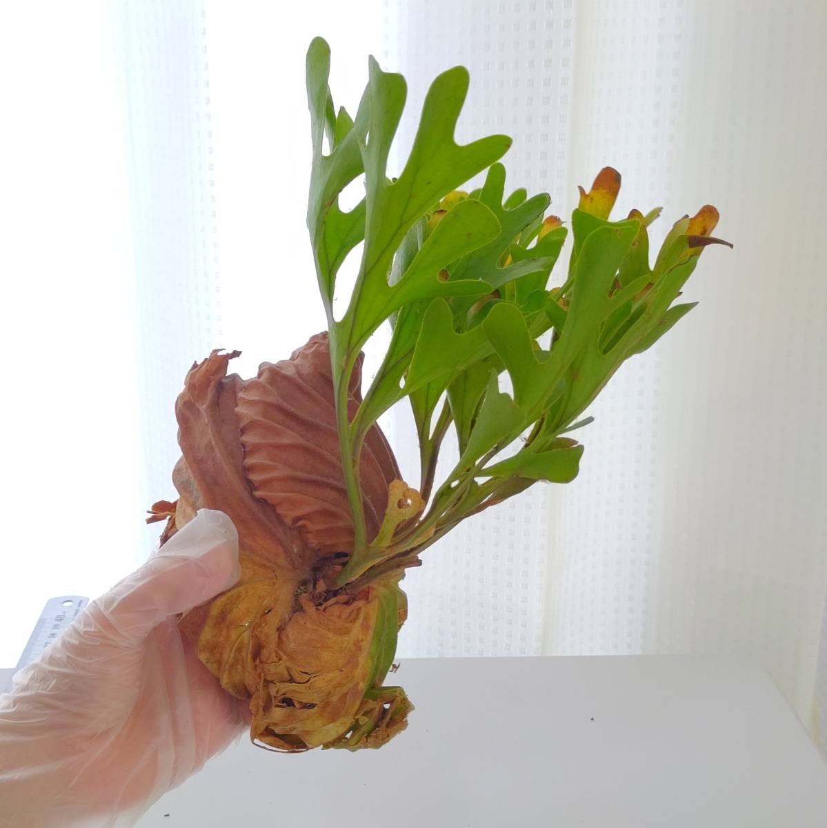 最新作，人気 １円スタート 033 ビカクシダ 植物 platycerium ridleyii プラティケリウム リドレイ center borneo wild/コウモリラン/麋角羊歯(ビカクシダ、コウモリラン)｜売買されたオークション情報、yahooの商品情 ビカクシダ、コウモリラン