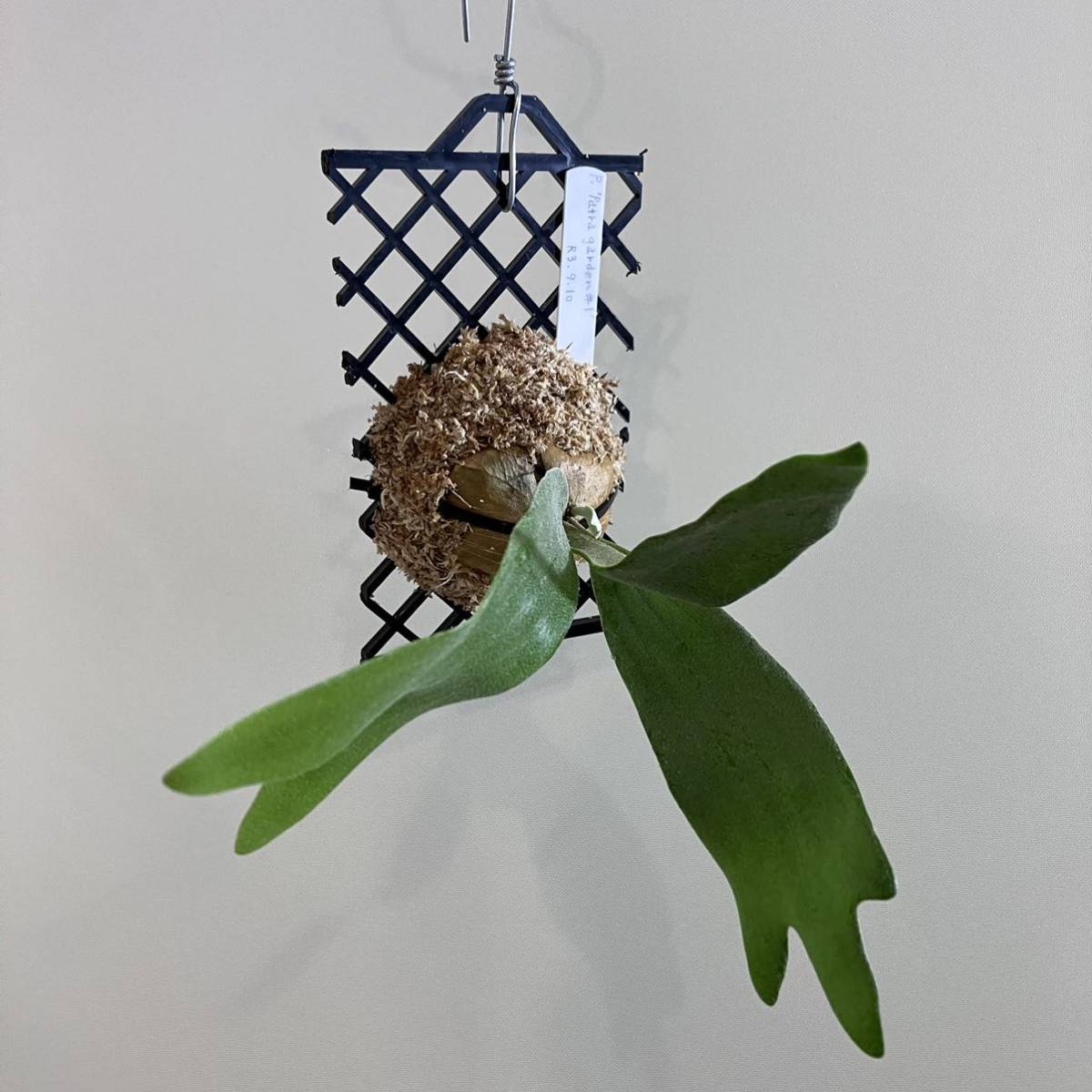 P.Patra Garden #1 ビカクシダ パッタラガーデン 株分け品 子株