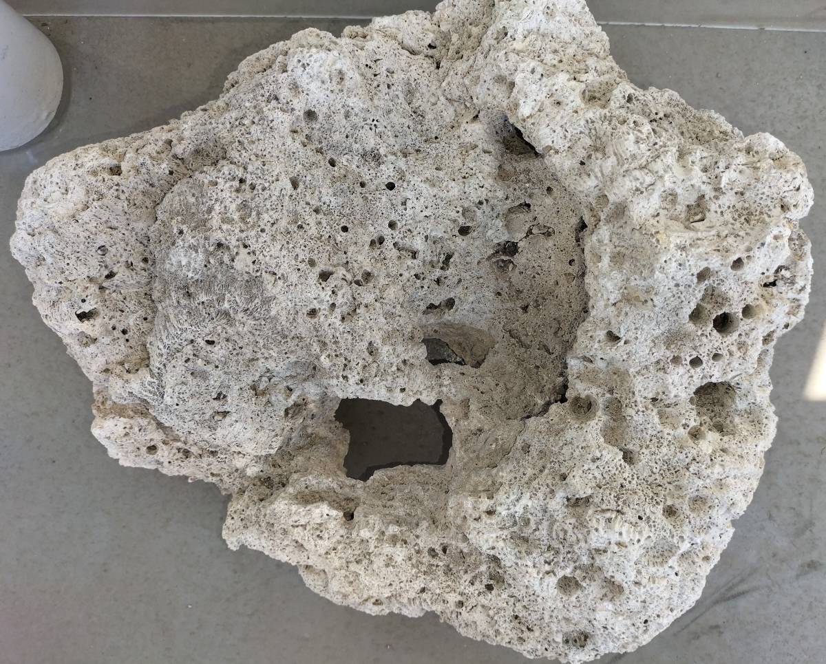 珊瑚 サンゴ かたまり 重さ12.5kg 幅約400mm 高さ約220mm 奥行き約