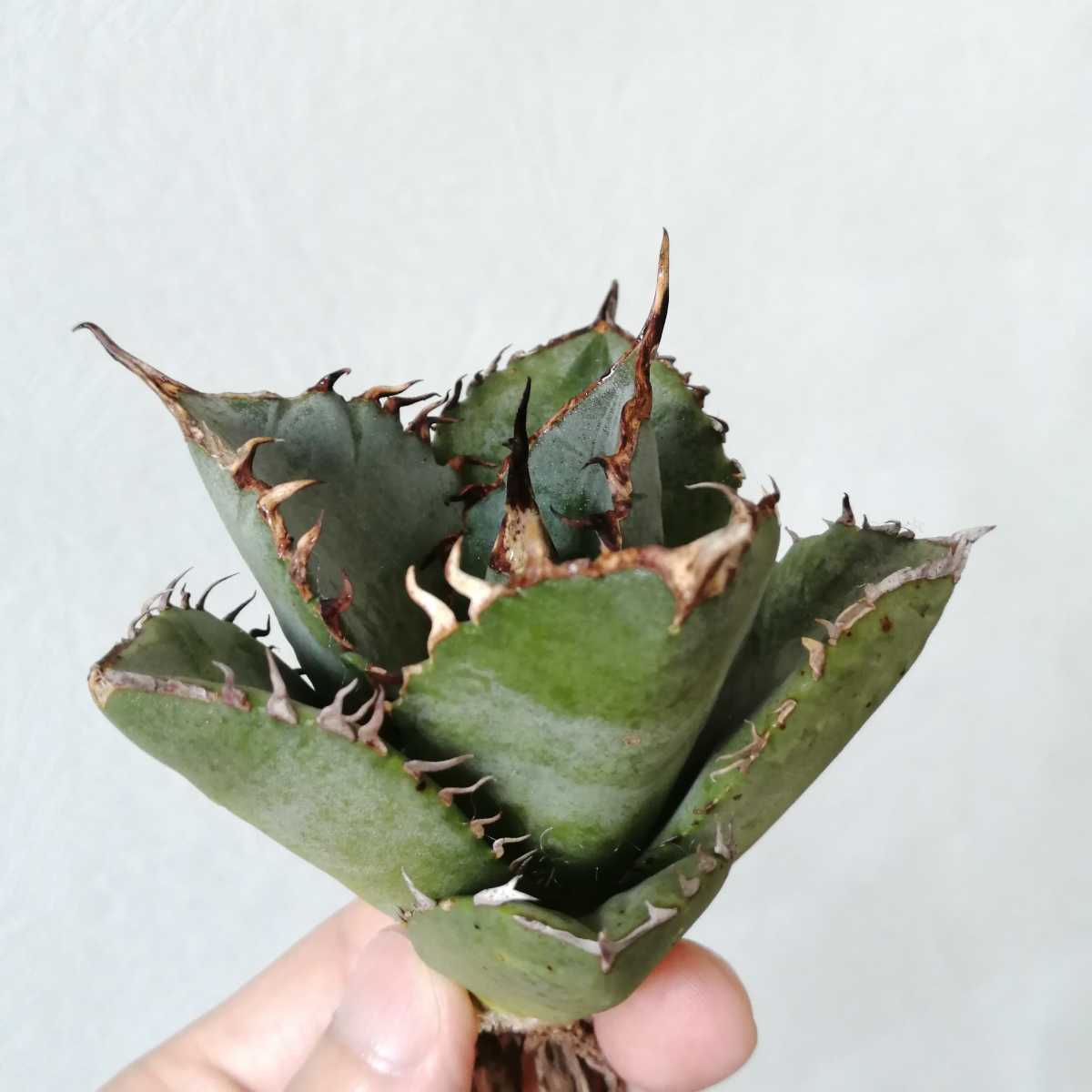 チタノタ ハデス 黒帝斯 恐竜牙歯 アガベ 子株 多肉植物 優良血統 heads 8