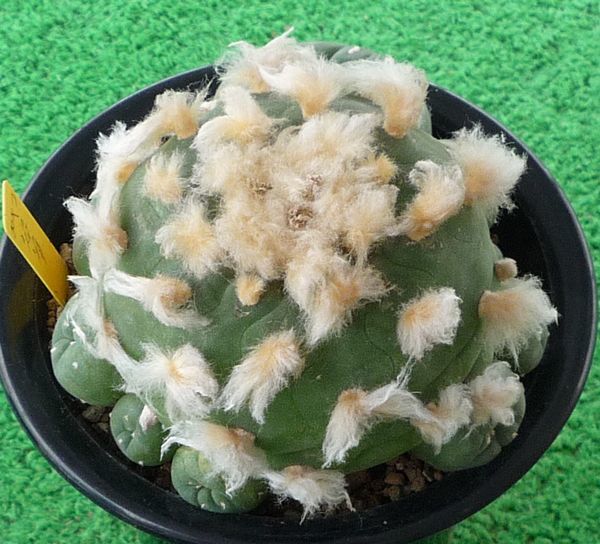 サボテン、多肉植物 翠冠玉-11 【公式通販】