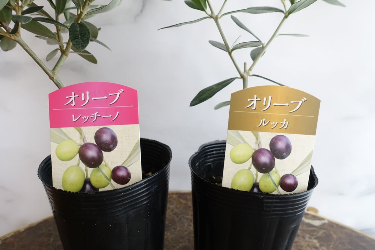 オリーブ オリーブの木 2年生 4号ポット 苗 選べる （全9品種