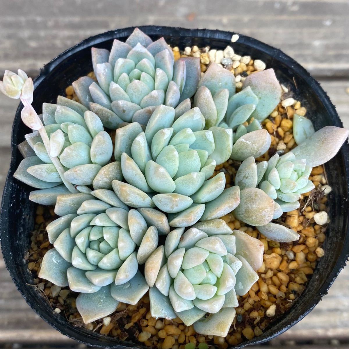 多肉植物＊プロリフェラ＊セダム＊2.5寸ポット＊627_1