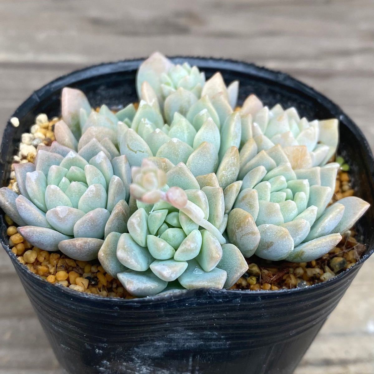 多肉植物＊プロリフェラ＊セダム＊2.5寸ポット＊627_2