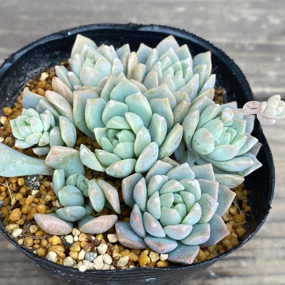 多肉植物＊プロリフェラ＊セダム＊2.5寸ポット＊627_3