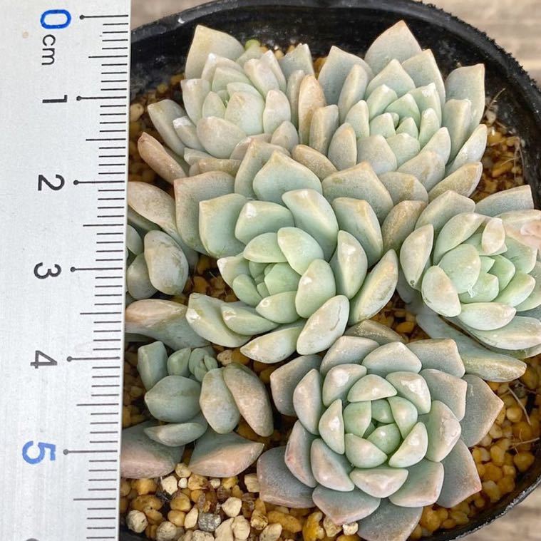 多肉植物＊プロリフェラ＊セダム＊2.5寸ポット＊627_4