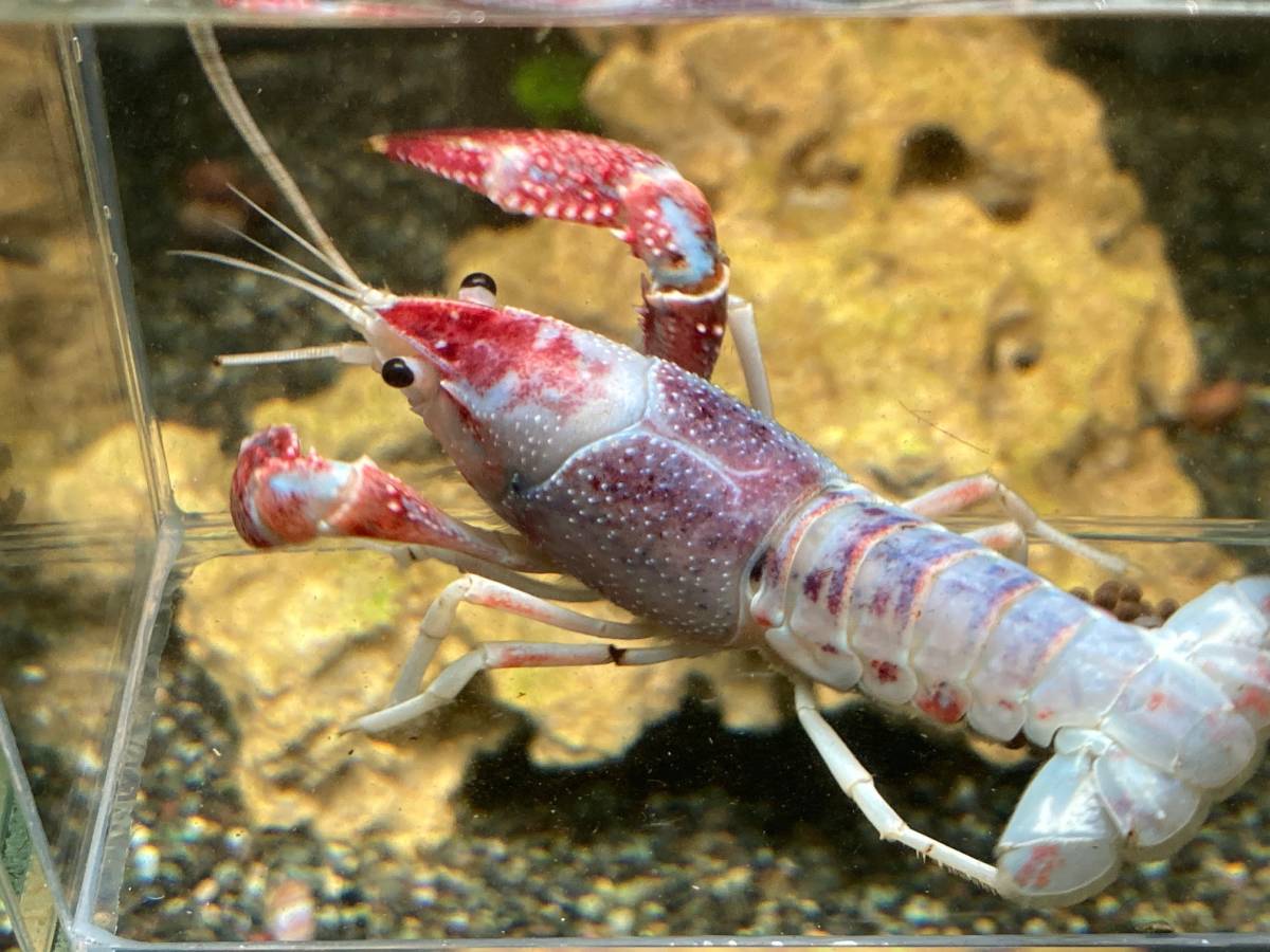 9 トリカラー 抱卵個体 約8cm 7 6 水 ま 発送完了 きる方限定 60size アメリカザリガニ 甲殻類 売買されたオークション情報 Yahooの商品情報をアーカイブ公開 オークファン Aucfan Com 9 トリカラー 抱卵個体 約8cm 7 6 水 ま 発送完了 きる方限定 60size アメリカザリガニ 甲殻類 売買されたオークション情報 Yahooの商品情報をアーカイブ公開 オークファン Aucfan Com