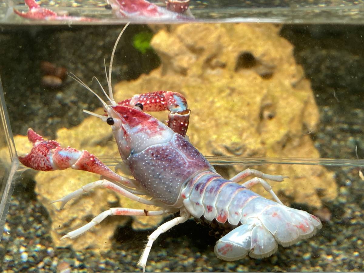 9 トリカラー 抱卵個体 約8cm 7 6 水 ま 発送完了 きる方限定 60size アメリカザリガニ 甲殻類 売買されたオークション情報 Yahooの商品情報をアーカイブ公開 オークファン Aucfan Com 9 トリカラー 抱卵個体 約8cm 7 6 水 ま 発送完了 きる方限定 60size アメリカザリガニ 甲殻類 売買されたオークション情報 Yahooの商品情報をアーカイブ公開 オークファン Aucfan Com