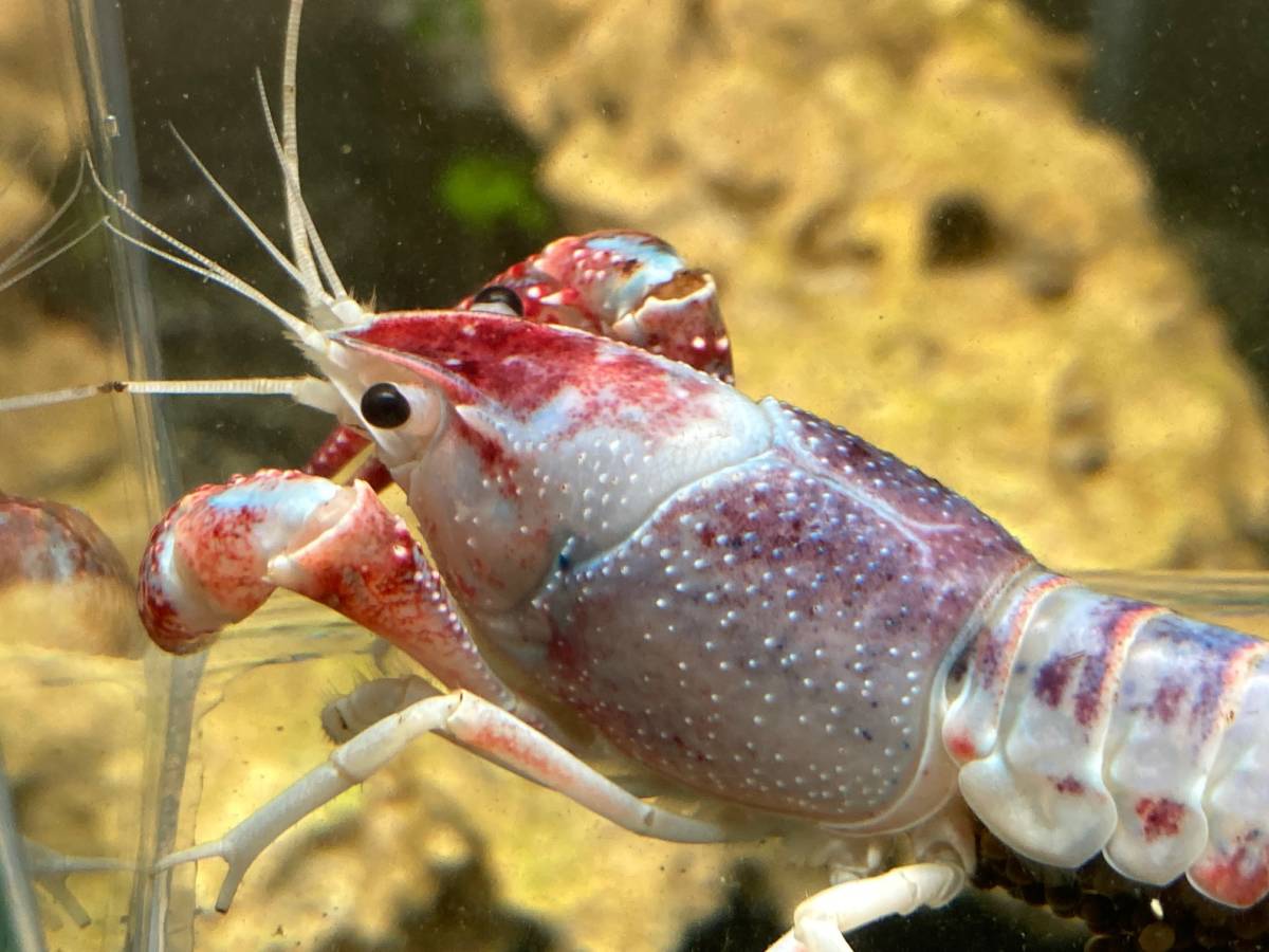 9 トリカラー 抱卵個体 約8cm 7 6 水 ま 発送完了 きる方限定 60size アメリカザリガニ 甲殻類 売買されたオークション情報 Yahooの商品情報をアーカイブ公開 オークファン Aucfan Com 9 トリカラー 抱卵個体 約8cm 7 6 水 ま 発送完了 きる方限定 60size アメリカザリガニ 甲殻類 売買されたオークション情報 Yahooの商品情報をアーカイブ公開 オークファン Aucfan Com