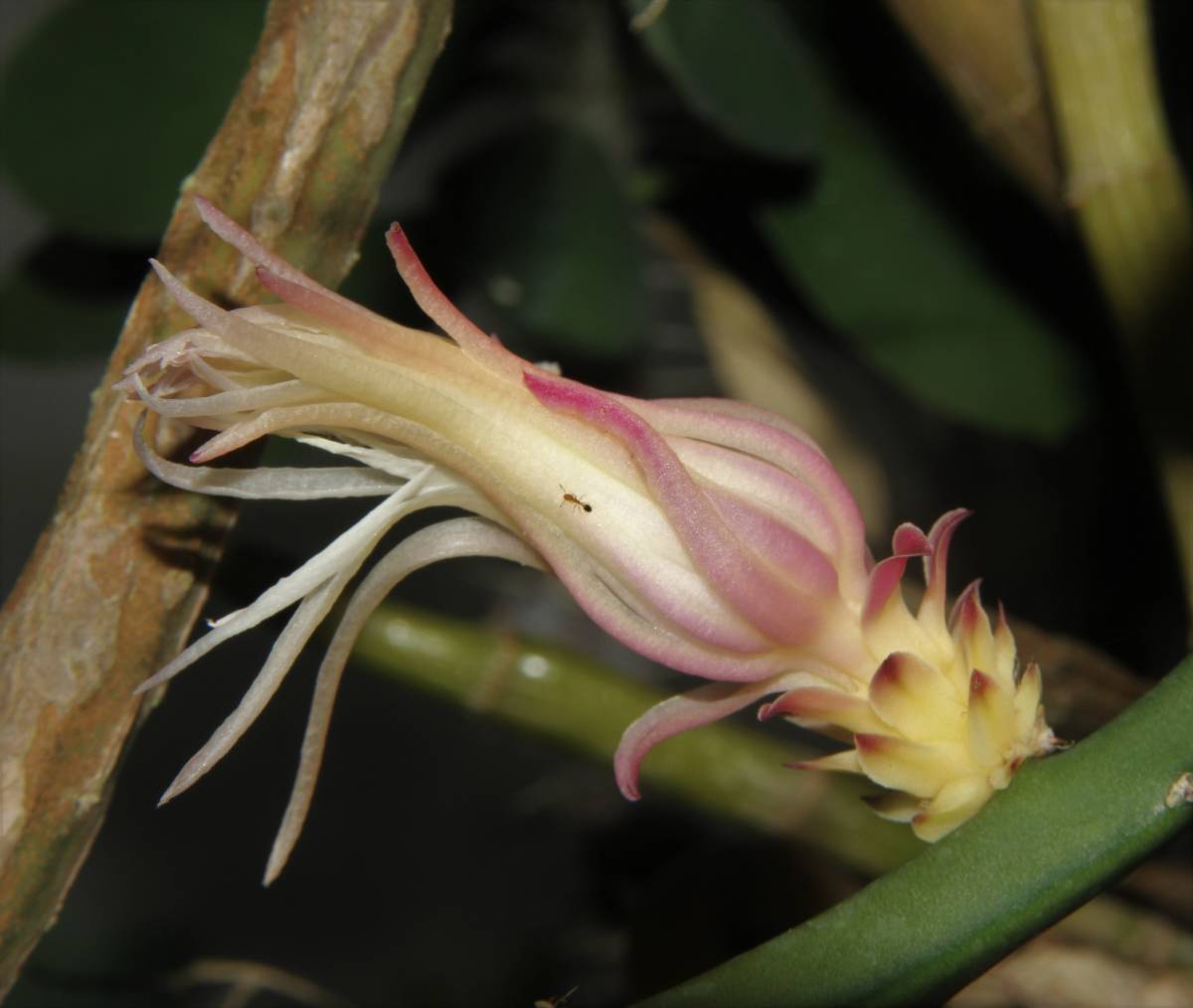 芳香花 珍種小型の森林性サボテン ドラゴンフルーツ 月下美人 クジャクサボテン 多肉植物 原種 熱帯花木 つる植物 サボテン 売買されたオークション情報 Yahooの商品情報をアーカイブ公開 オークファン Aucfan Com