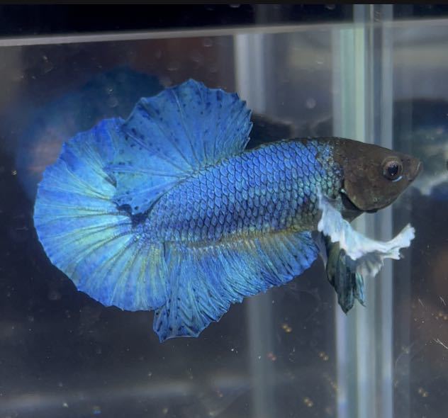 極楽ファーム 4クラシックブルーダンボhmpk ベタ Betta New 熱帯魚 観賞魚 極楽魚 闘魚 ベタ 売買されたオークション情報 Yahooの商品情報をアーカイブ公開 オークファン Aucfan Com