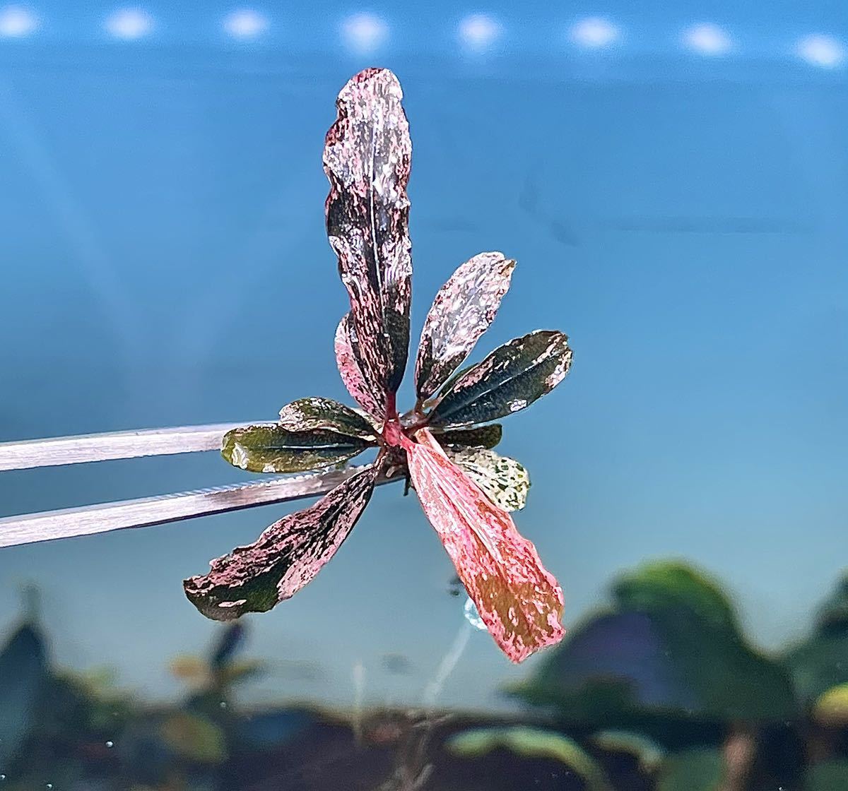 水草 Bucephalandra sp. Varigata Pink Bucephalandra Pink sp. ブセファランドラ sp 水草 Variegata 斑入り