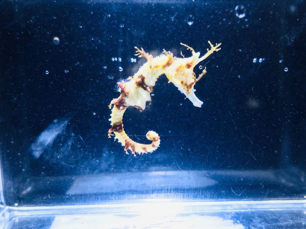 タツノオトシゴ 発送14日まで 魚類、水生生物 熱帯魚 【公式通販】