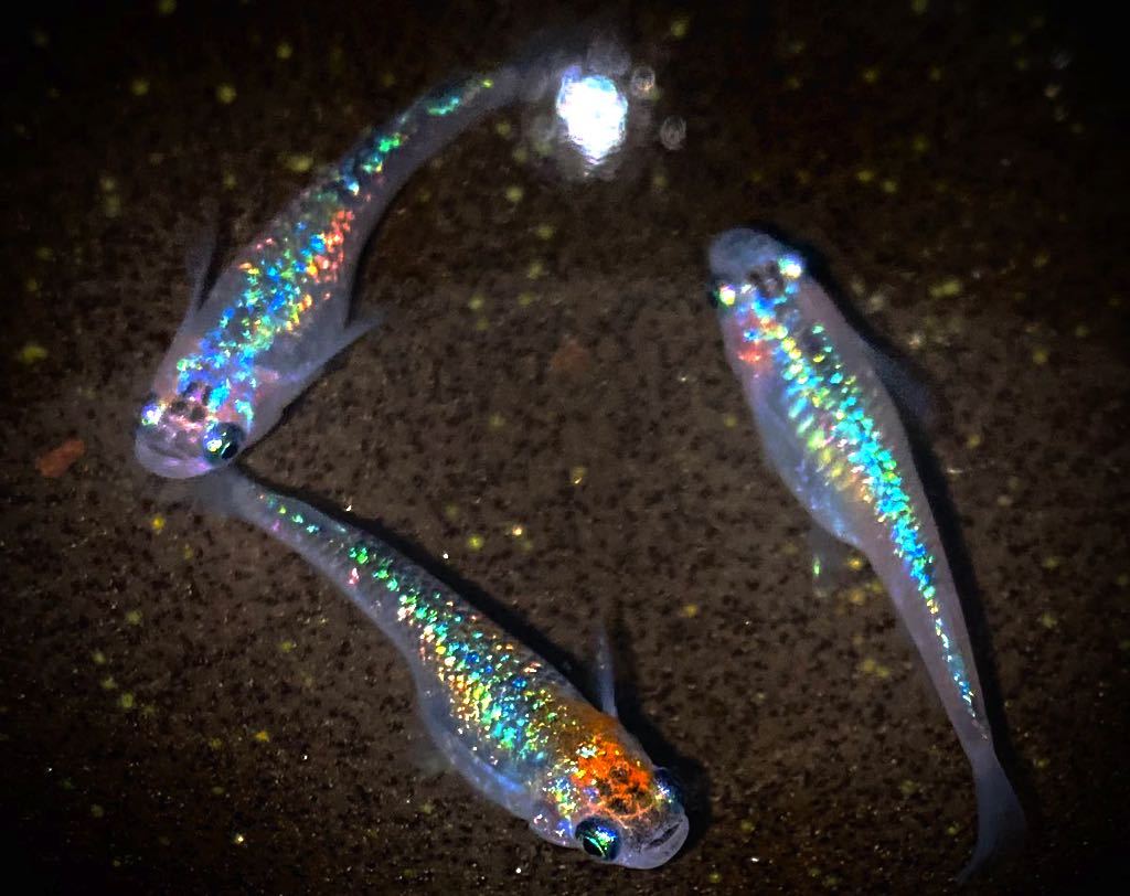 亀遊メダカ 極上 夜桜ブルー 有精卵30 A 強ラメ厳選種親 青ラメ 強ラメ サファイア 夜桜 めだか 卵 めだか 売買されたオークション情報 Yahooの商品情報をアーカイブ公開 オークファン Aucfan Com