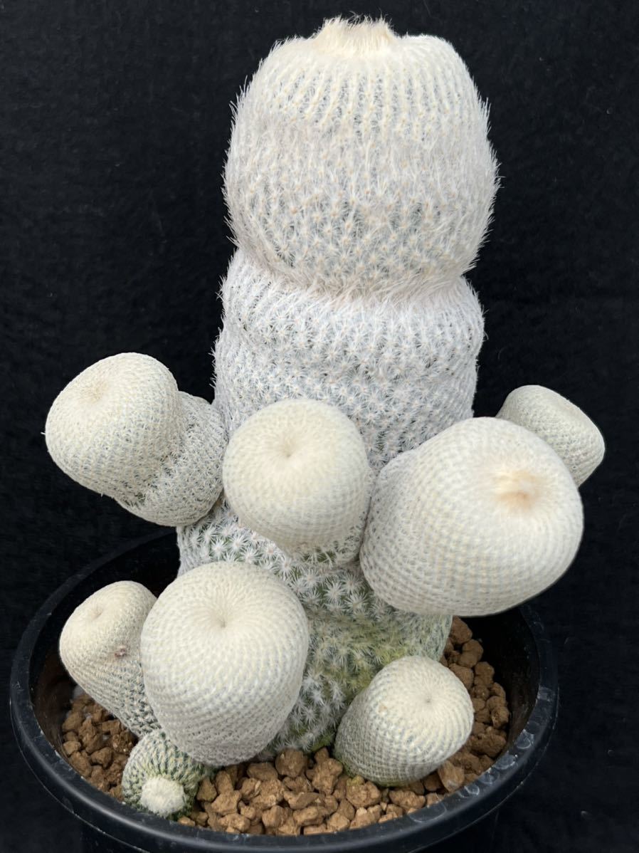 7) 小人の帽子 群生 エピテランサ Epithelantha bokei サボテン 多肉