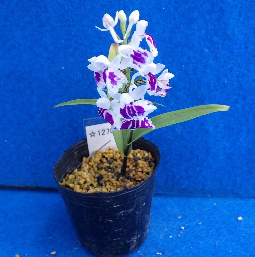花 ウチョウラン ☆1270- (開花中) 検索用＃山野草＃雪割草＃エビネ