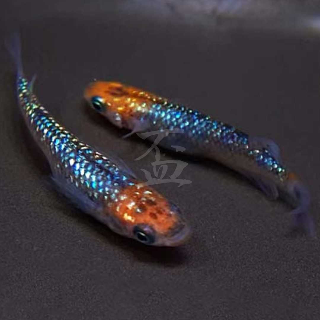 盃メダカ 元祖 夜桜ブルーメダカ まもなく出品一時終了となります 夜桜 サファイア めだか 売買されたオークション情報 Yahooの商品情報をアーカイブ公開 オークファン Aucfan Com