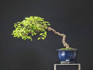 人気 桜 盆栽 旭山桜 ギフト 無料 22 開花終了 ミ 植え 誕生日 お祝い ギフト プレゼント フラワーギフト 98 Brandsynariourdu Com