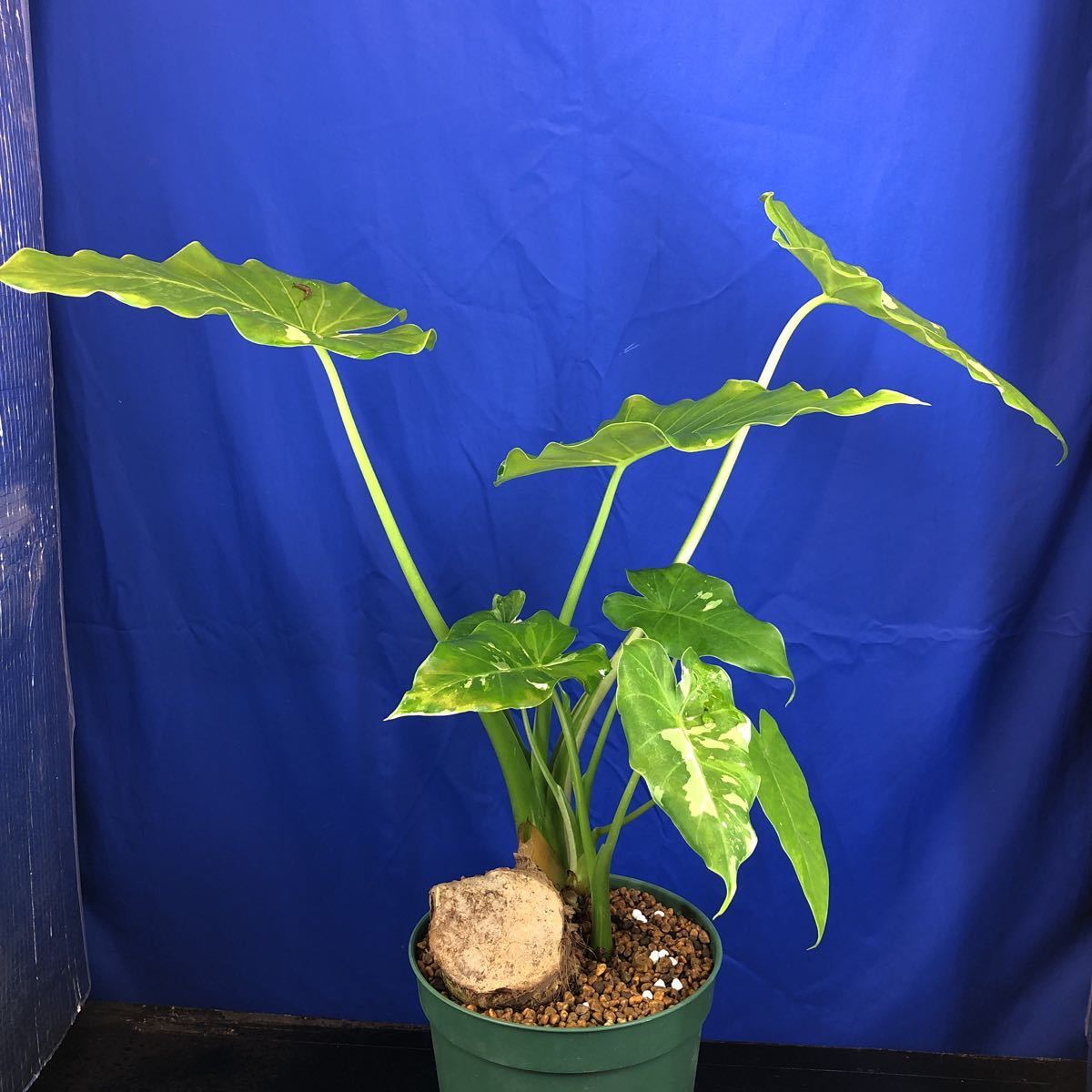 Yahoo!オークション - の (観葉植物) 「斑入りクワズイモ」クワズイモ