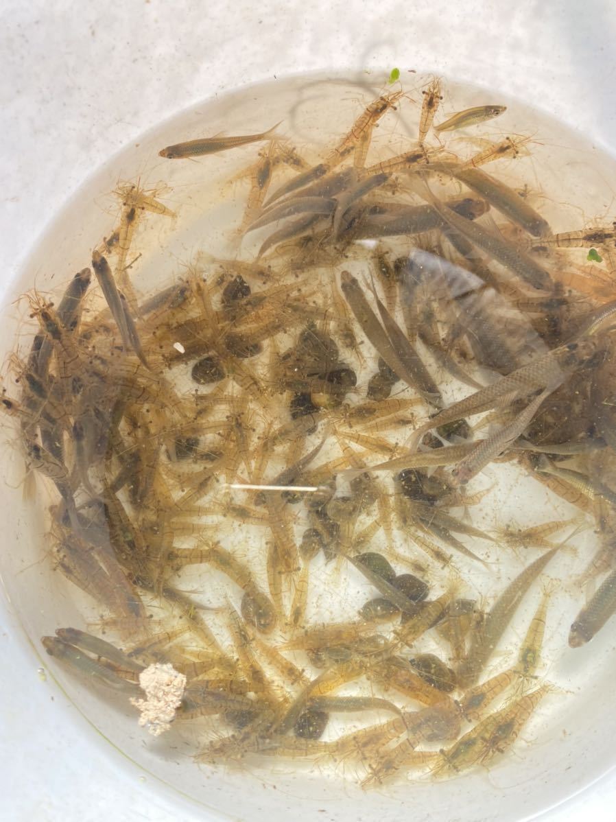 小魚 ミナミヌマエビ スジエビ 100匹 A サイズいろいろ 飼育用餌用 川エビ 生体 釣り餌2 魚餌 甲殻類 売買されたオークション情報 Yahooの商品情報をアーカイブ公開 オークファン Aucfan Com