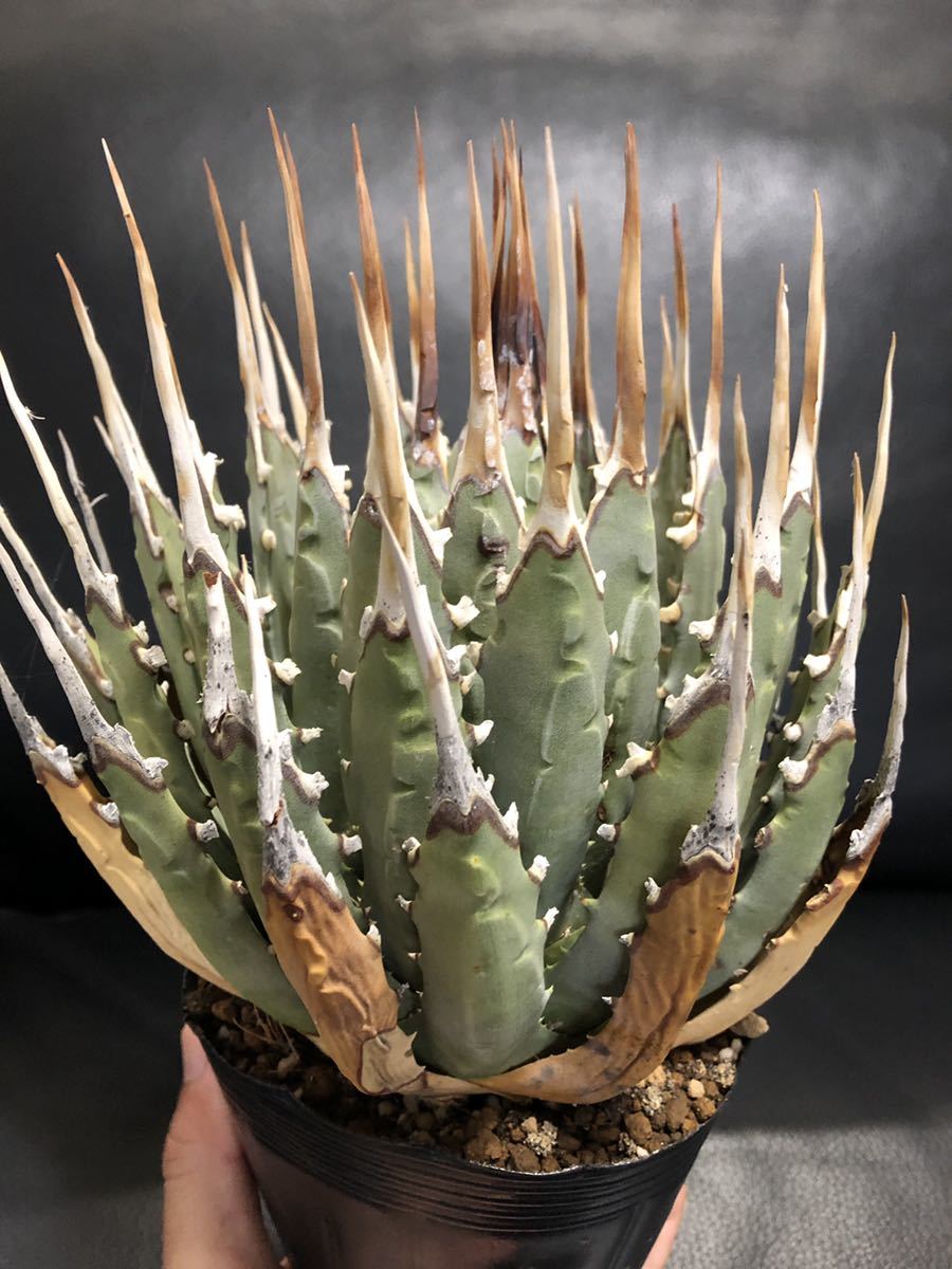 ユタエンシス アガベ エボリスピナ utahensis Agave 大型❣️ロング
