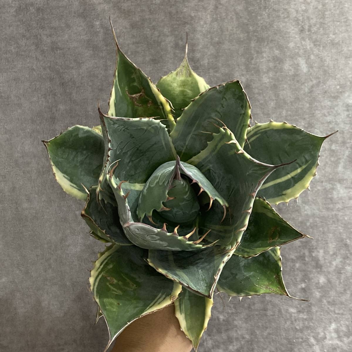 観葉植物 アガベ オバティサナ シースター 大株