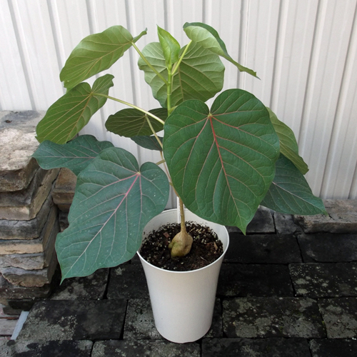 フィカス・ペティオラリス＊Ficus petiolaris】7号 写真の現物を